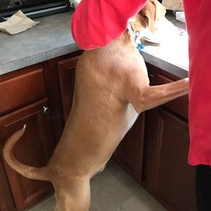 Meet your Posher, Brigette